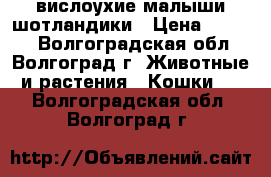 вислоухие малыши шотландики › Цена ­ 2 500 - Волгоградская обл., Волгоград г. Животные и растения » Кошки   . Волгоградская обл.,Волгоград г.